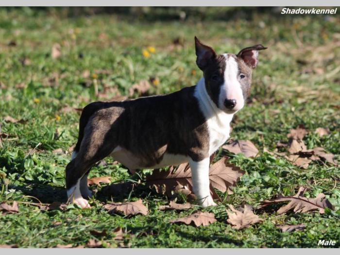 mini bull terijer prelepi štenci besplatni mali oglasi