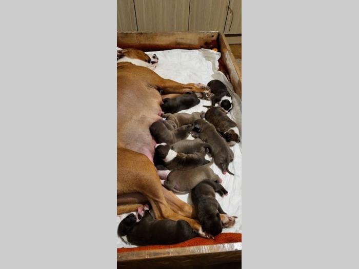 pit bul štenci besplatni mali oglasi