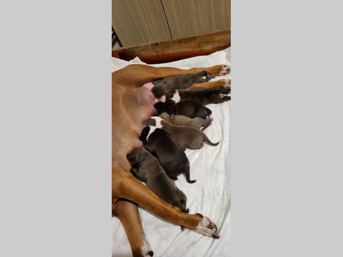 pit bul štenci besplatni mali oglasi