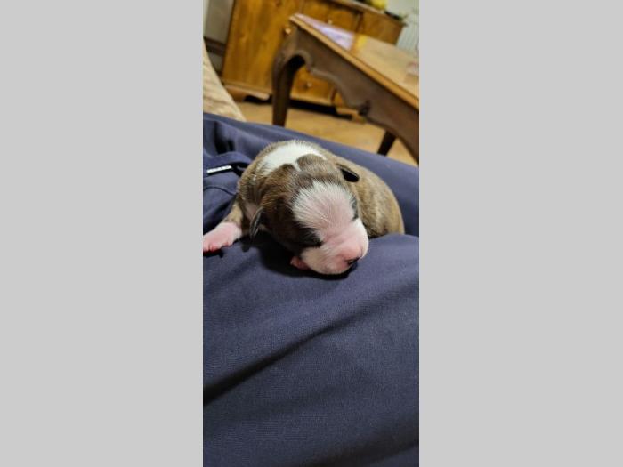 pit bul štenci besplatni mali oglasi