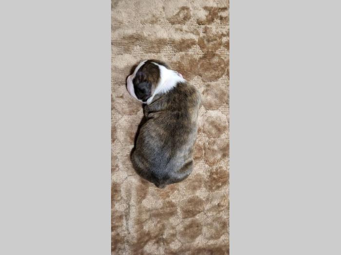 pit bul štenci besplatni mali oglasi