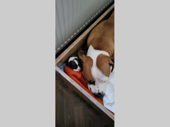 pit bul štenci besplatni mali oglasi