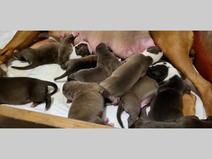 pit bul štenci besplatni mali oglasi