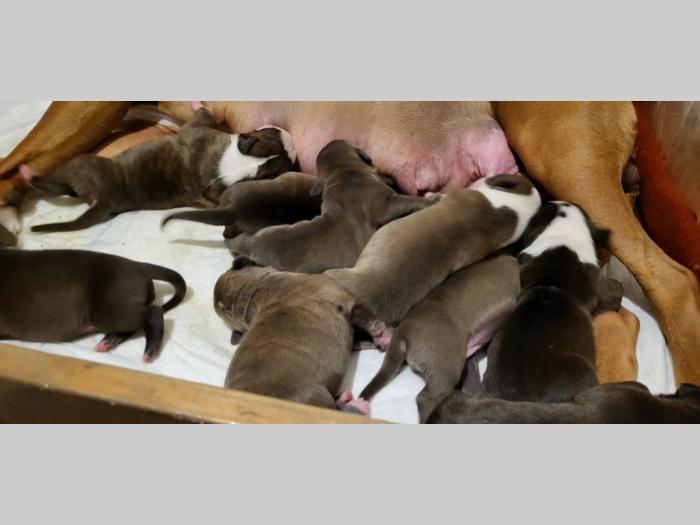 pit bul štenci besplatni mali oglasi