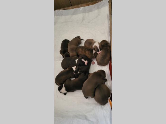 pit bul štenci besplatni mali oglasi