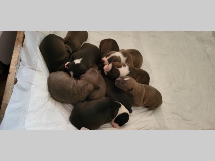 pit bul štenci besplatni mali oglasi