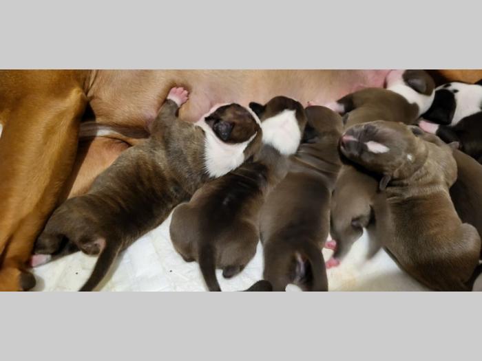pit bul štenci besplatni mali oglasi