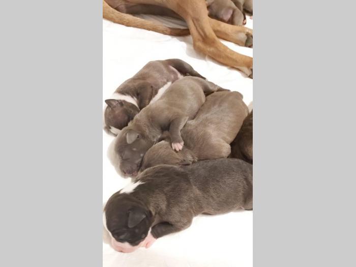 pit bul štenci besplatni mali oglasi