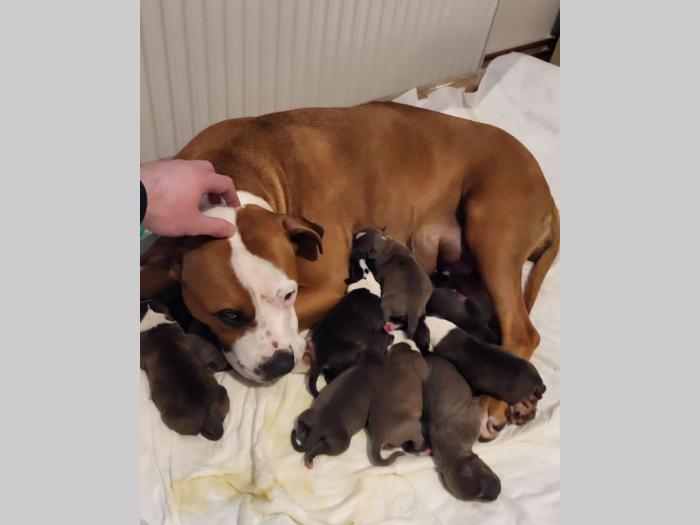 pit bul štenci besplatni mali oglasi