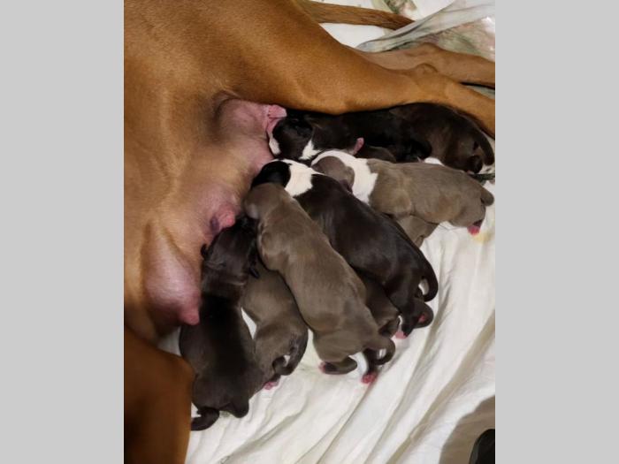 pit bul štenci besplatni mali oglasi