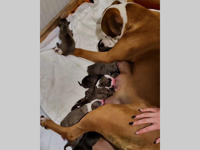 pit bul štenci besplatni mali oglasi