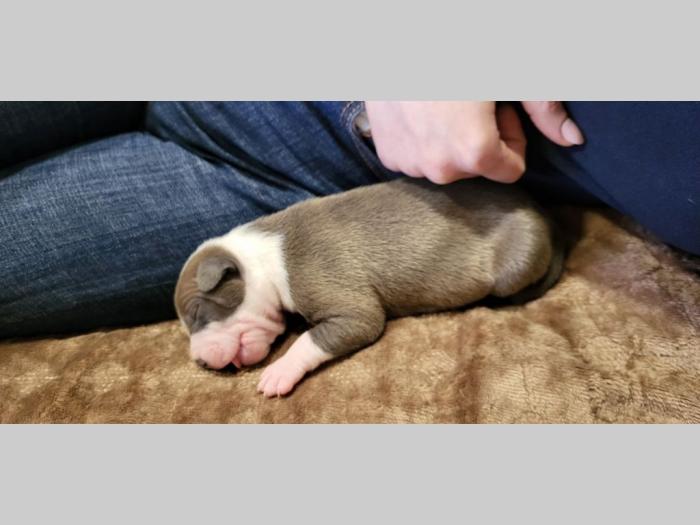 pit bul štenci besplatni mali oglasi