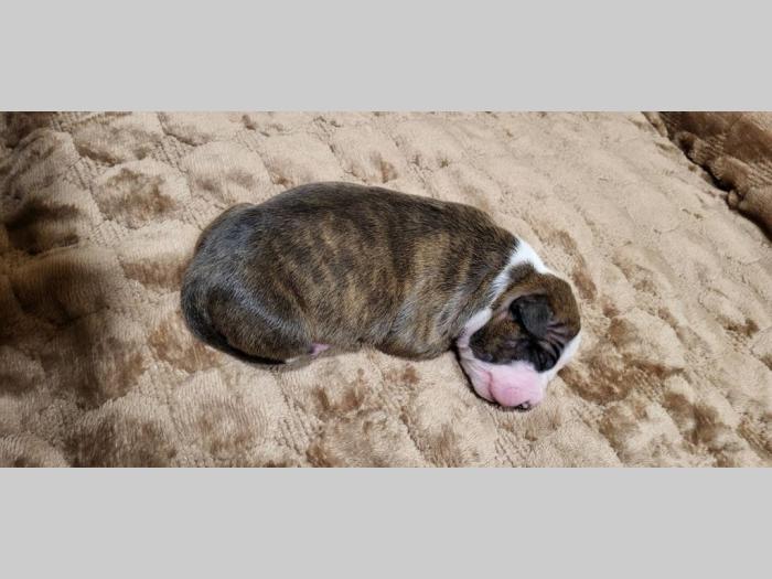 pit bul štenci besplatni mali oglasi