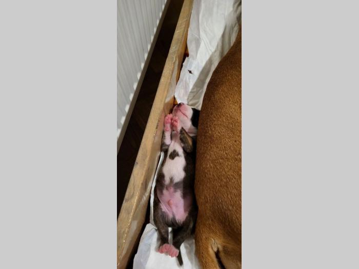 pit bul štenci besplatni mali oglasi
