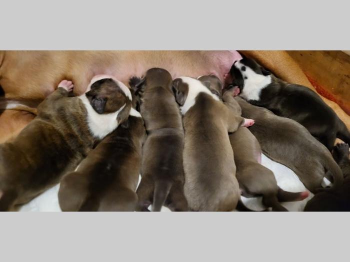pit bul štenci besplatni mali oglasi