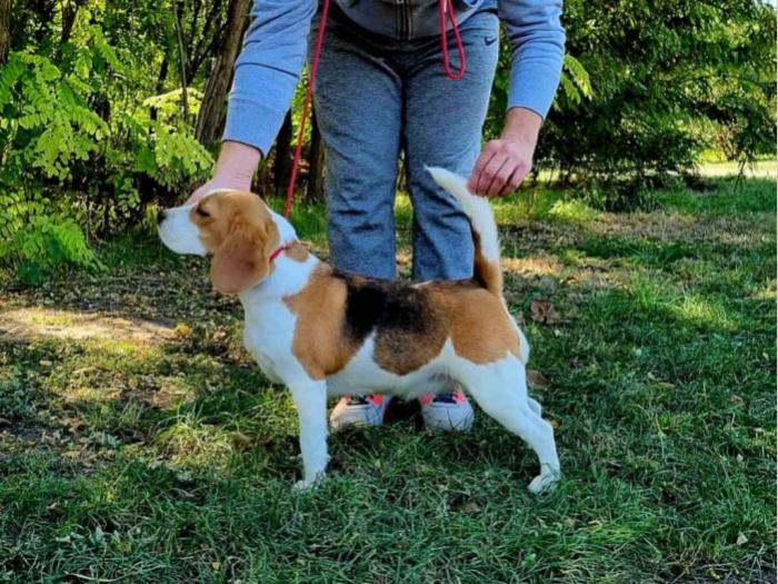 bigl štenci i odrasla ženka besplatni mali oglasi