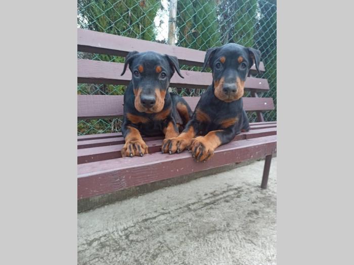 doberman štenci besplatni mali oglasi