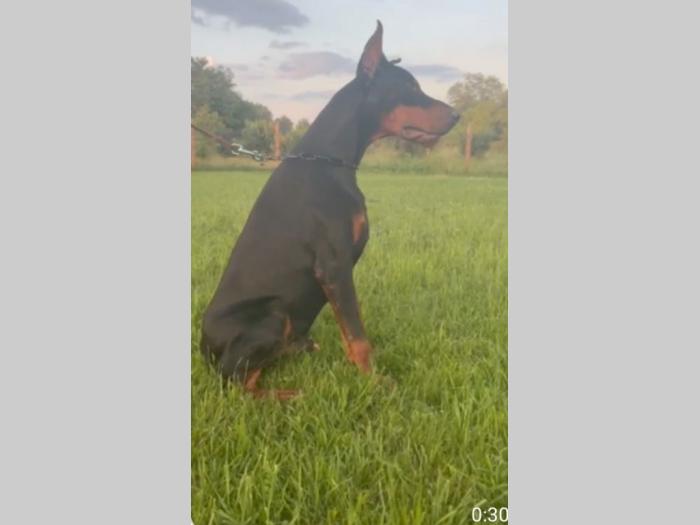 doberman štenci besplatni mali oglasi
