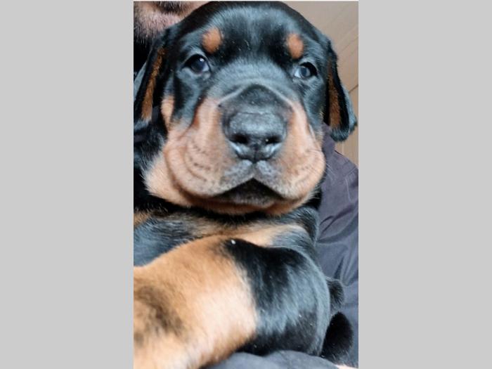 doberman štenci besplatni mali oglasi