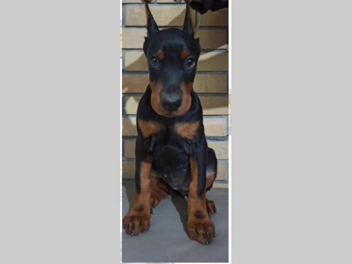 doberman štenci besplatni mali oglasi