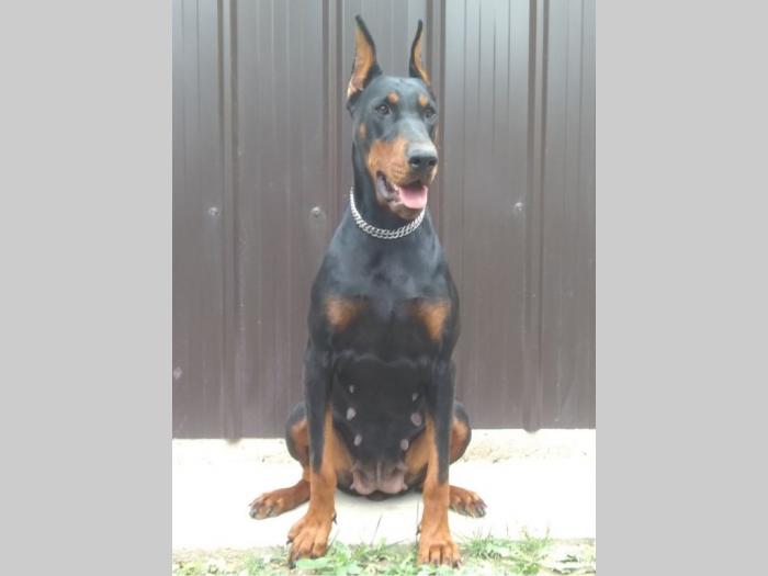 doberman štenci besplatni mali oglasi