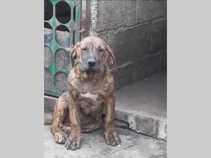 presa canario prelepi štenci besplatni mali oglasi