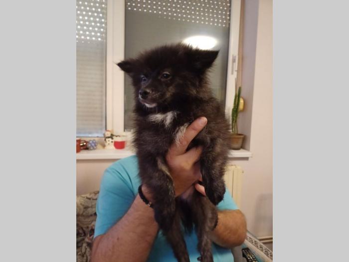 štenci pomeranca besplatni mali oglasi