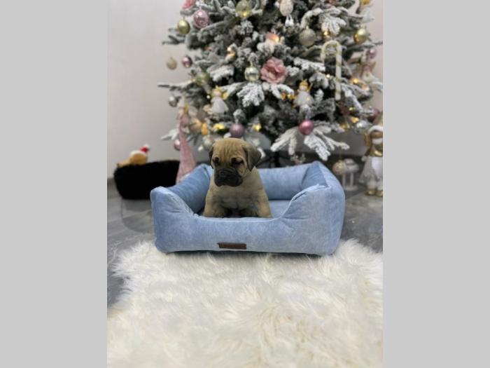 presa canario prelepi štenci besplatni mali oglasi