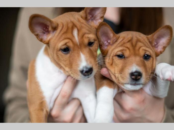 basenji prelepi štenci besplatni mali oglasi