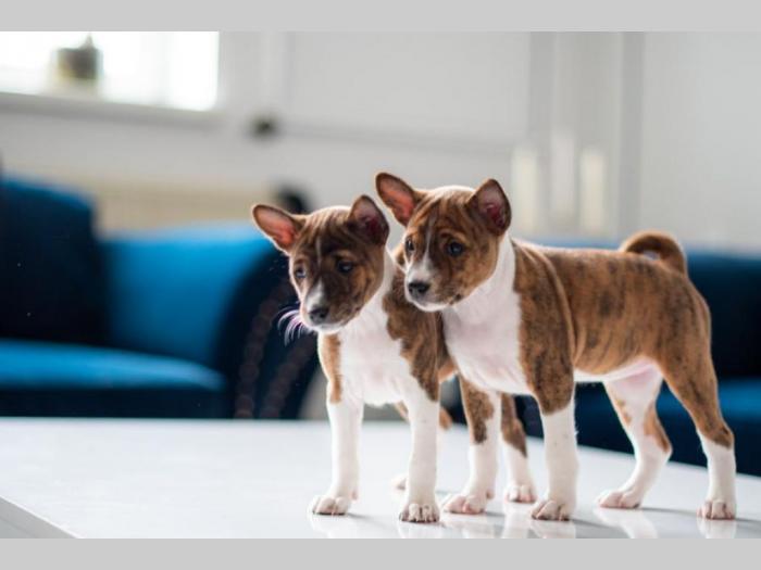 basenji prelepi štenci besplatni mali oglasi