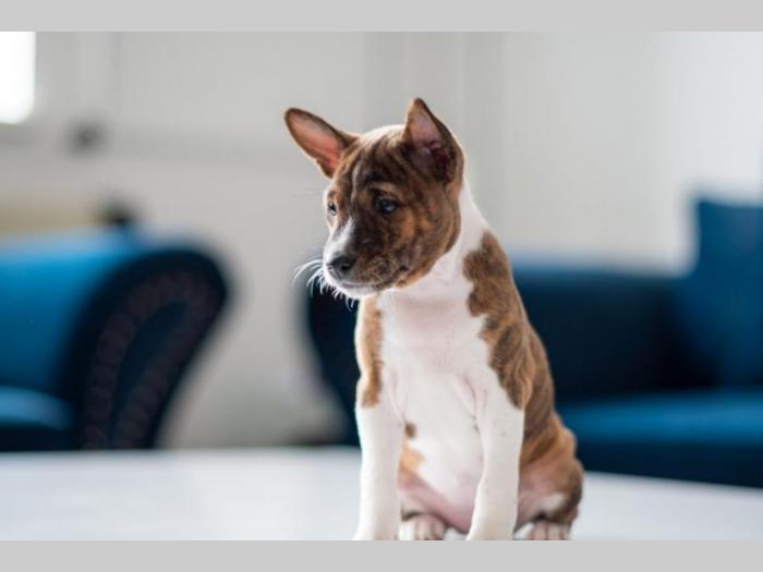 basenji prelepi štenci besplatni mali oglasi