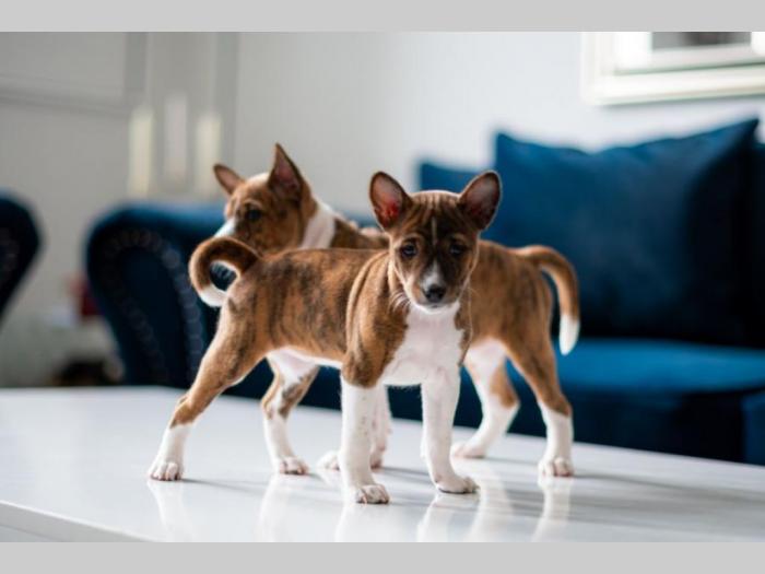 basenji prelepi štenci besplatni mali oglasi