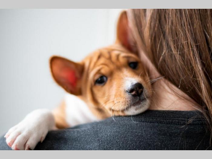 basenji prelepi štenci besplatni mali oglasi