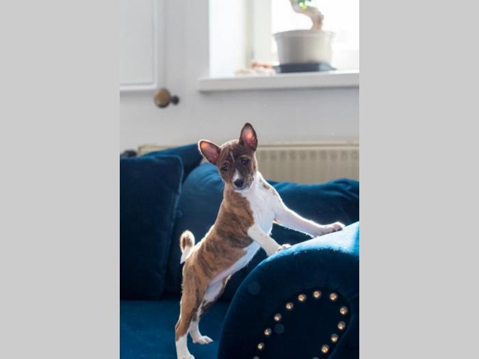 basenji prelepi štenci besplatni mali oglasi