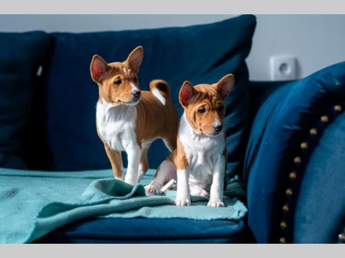 basenji prelepi štenci besplatni mali oglasi