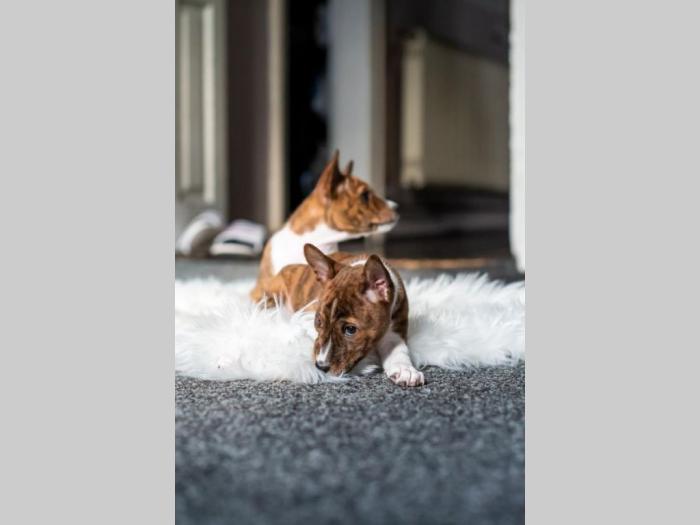 basenji prelepi štenci besplatni mali oglasi