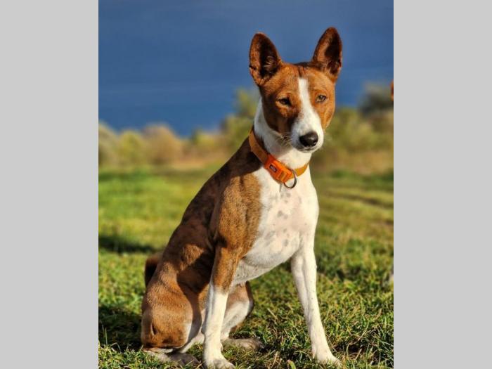 basenji prelepi štenci besplatni mali oglasi