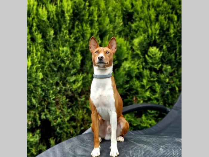 basenji prelepi štenci besplatni mali oglasi