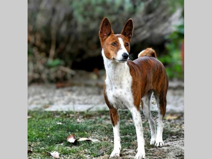 basenji prelepi štenci besplatni mali oglasi