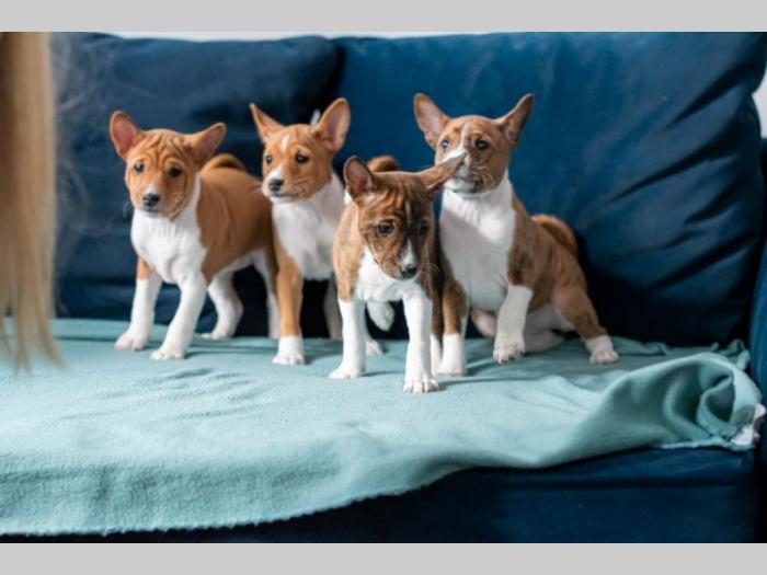 basenji prelepi štenci besplatni mali oglasi