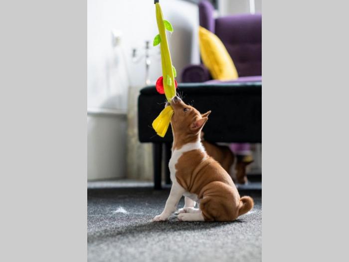 basenji prelepi štenci besplatni mali oglasi