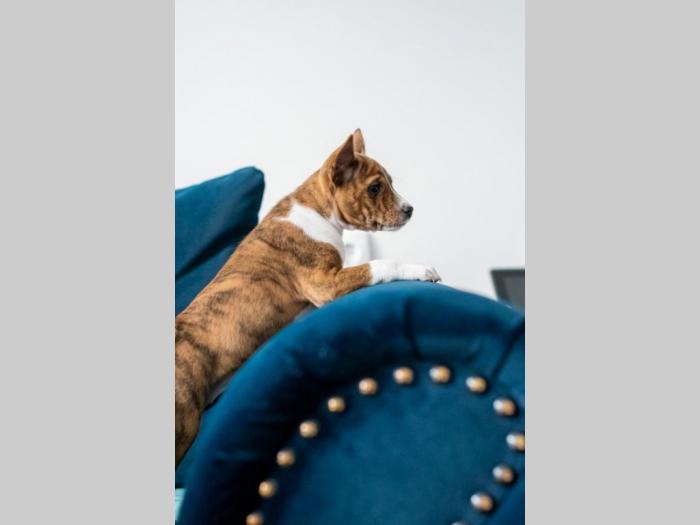 basenji prelepi štenci besplatni mali oglasi