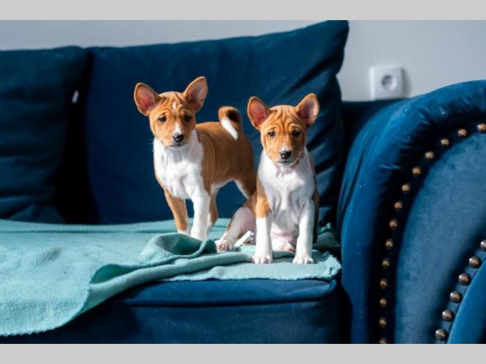 basenji prelepi štenci besplatni mali oglasi
