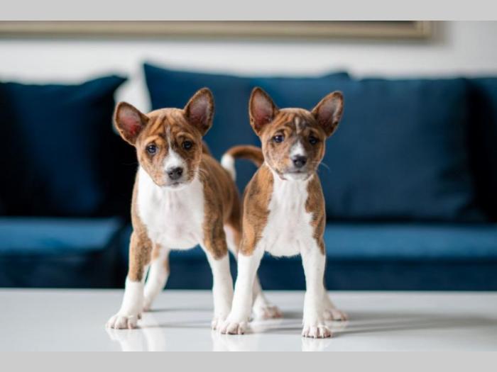 basenji prelepi štenci besplatni mali oglasi