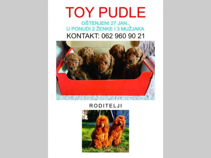 na prodaju crvene toy pudle besplatni mali oglasi
