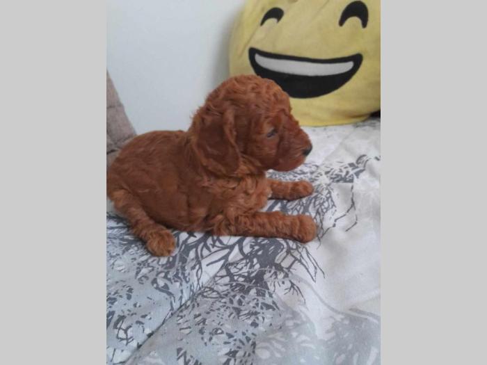 toy pudle besplatni mali oglasi