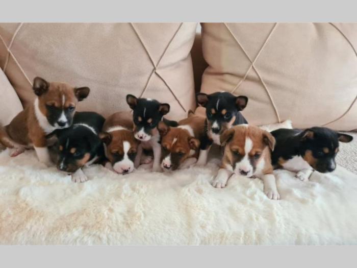 basenji top štenci besplatni mali oglasi