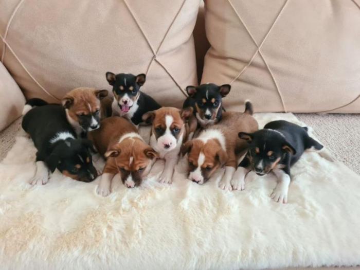 basenji top štenci besplatni mali oglasi