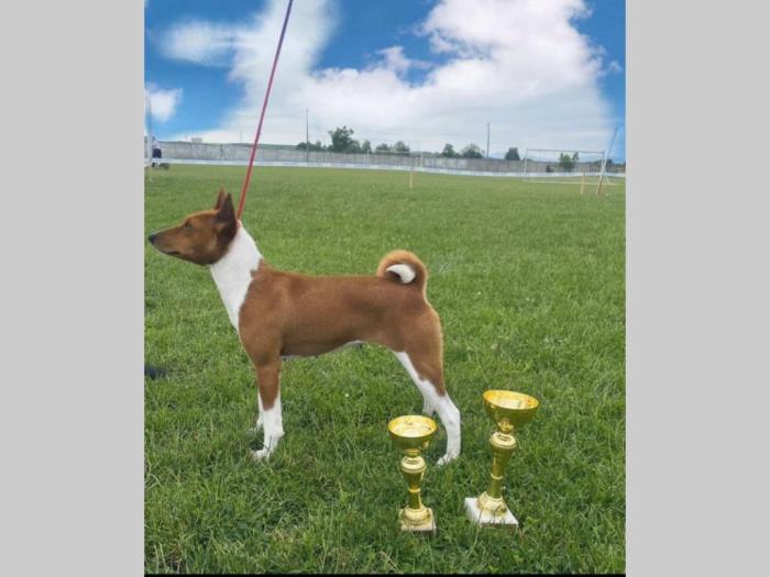 basenji top štenci besplatni mali oglasi