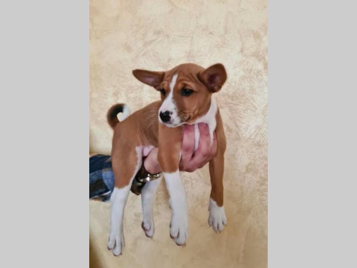 basenji top štenci besplatni mali oglasi